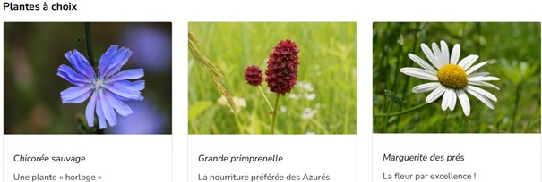 chartes fleurs